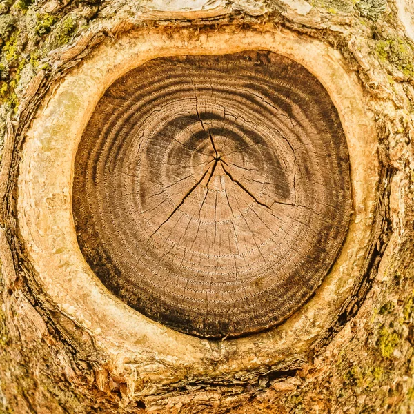 Tree with cutted off branch — Stock Photo, Image