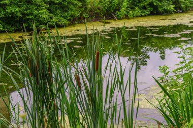 Delaware kanal Towpath ve bulrush, tarihi yeni bir umut, Pa