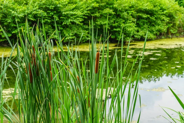 Delaware kanal Towpath ve bulrush, tarihi yeni bir umut, Pa