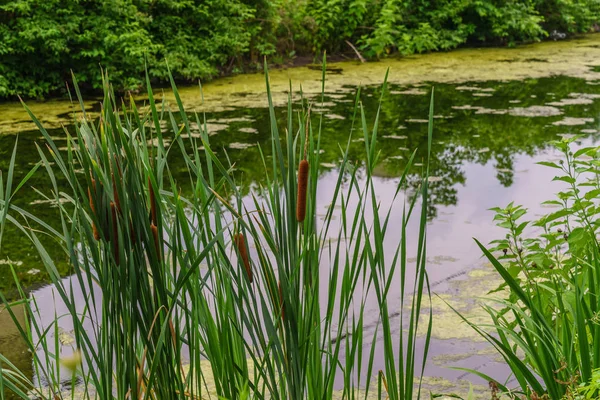 Delaware kanal Towpath ve bulrush, tarihi yeni bir umut, Pa
