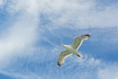 Alt New York Körfezi uçan beyaz martı