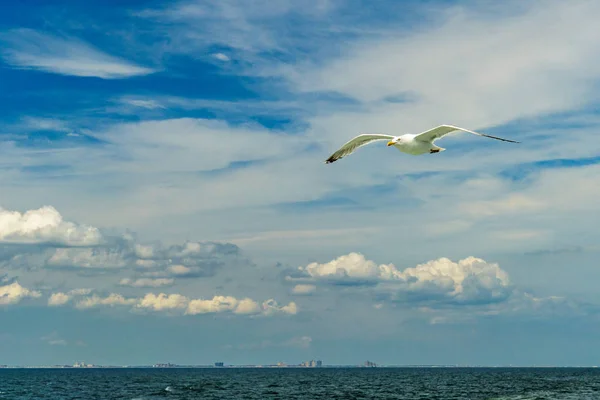 Bílý racek letící nižší New York Bay — Stock fotografie