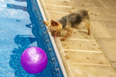 Yorkshire korkunç, havuz kenarında topla oynamayı teriyer