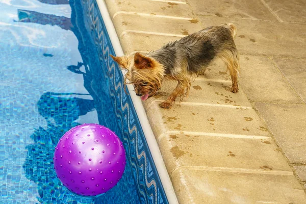 Yorkshire korkunç, havuz kenarında topla oynamayı teriyer