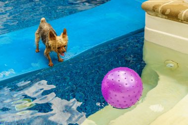 Yorkshire korkunç, top havuzunda oynayan teriyer