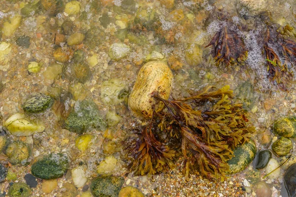 Orient Beach, sea water algae Long Island — Stock Photo, Image