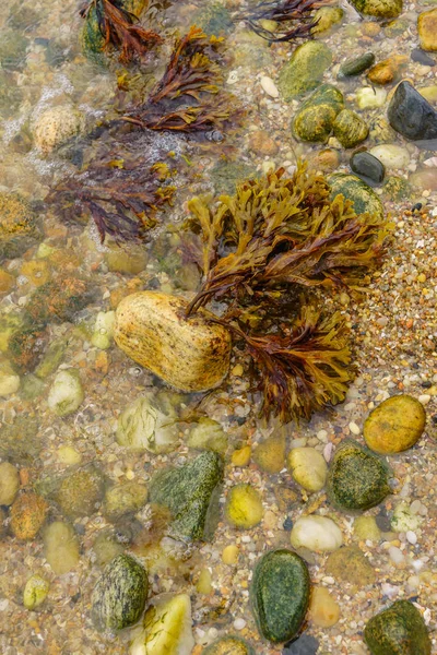 Orient Beach, havet vatten alger Long Island — Stockfoto