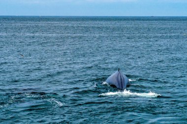 Kambur Balina Bölgesi, Cape Cod, Massachussetts, ABD