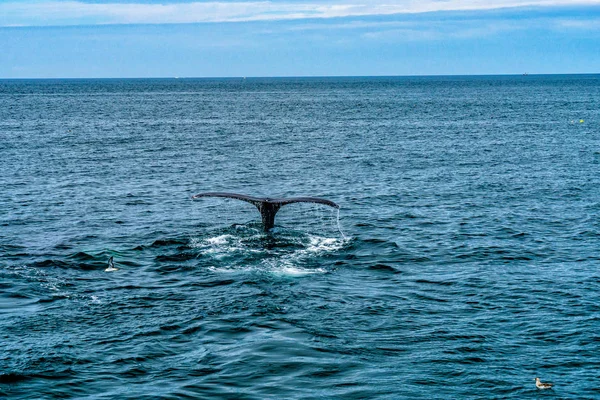 Горбатий кит Провінцетаун, Кейп - Код, Іссетс, США — стокове фото
