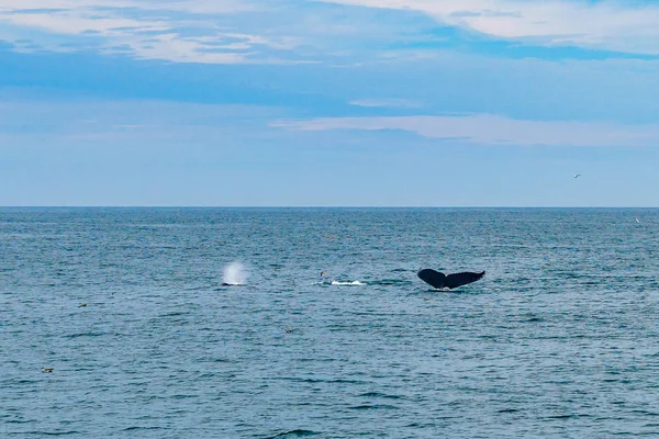 Горбатый кит Провинстаун, Кейп-Код, Массачусетссеттс, США — стоковое фото