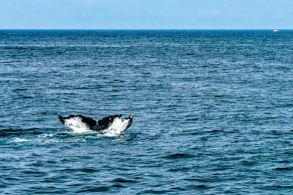 Baleia jubarte Provincetown, Cape Cod, Massachus=, EUA — Fotografia de Stock