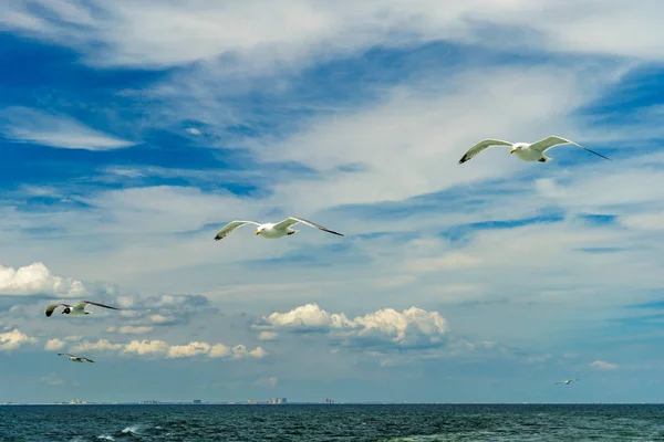 Bílý racek letící nižší New York Bay — Stock fotografie