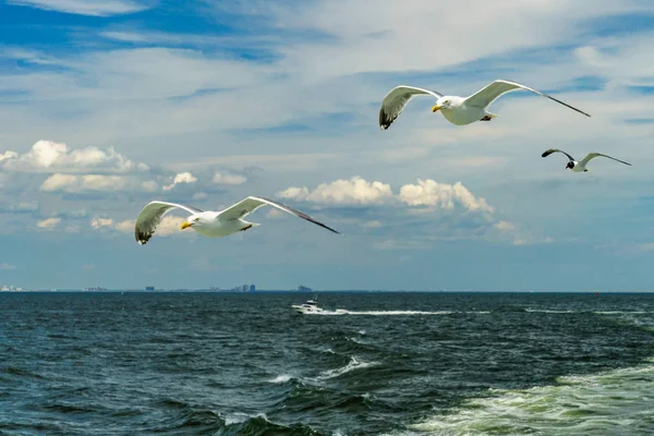 Bílý racek letící nižší New York Bay — Stock fotografie