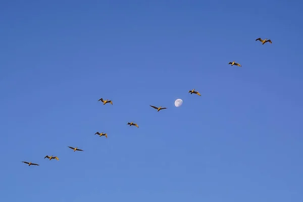 Pobřeží Tichého oceánu, pelikánů létat na obloze při západu slunce San Francisco Kalifornie — Stock fotografie