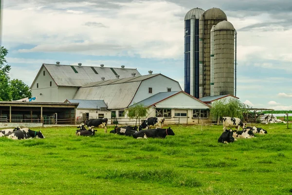 阿米什国家农场谷仓农田农业和放牧奶牛在兰开斯特, Pa — 图库照片