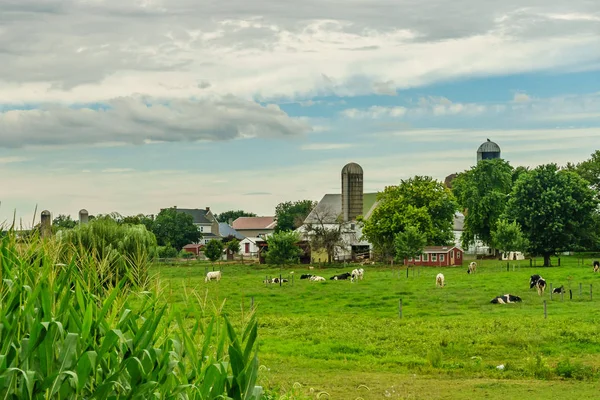 Amish country farm fienile agricoltura e pascolo mucche a Lancaster, PA — Foto Stock