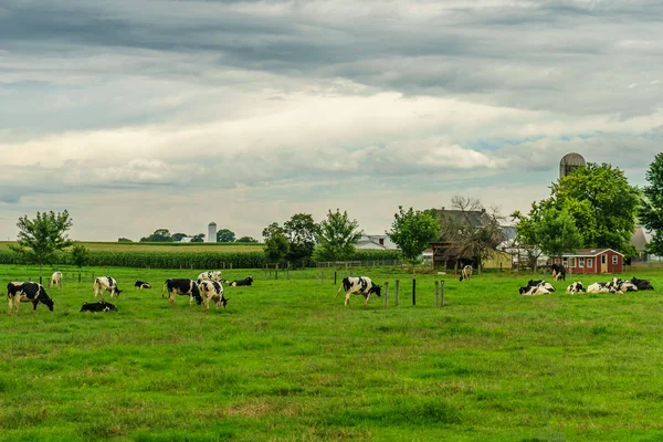 Amish campo granja granero campo agricultura y pastoreo vacas en Lancaster, PA —  Fotos de Stock