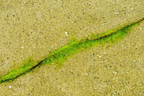 Plaj, yeşil yosun veya yosun yalan eski ve ince ip — Stok fotoğraf
