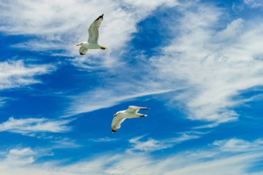 Alt New York Körfezi uçan beyaz martı