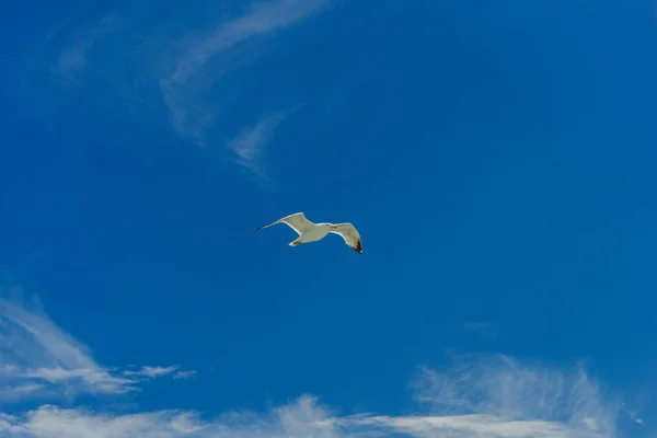 Hvit måke flyr Lower New York Bay – stockfoto