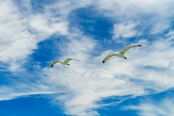 Bílý racek letící nižší New York Bay — Stock fotografie