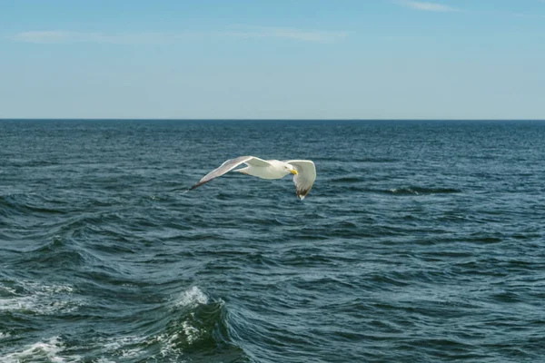 低いニューヨーク湾を飛ぶ白いカモメ — ストック写真