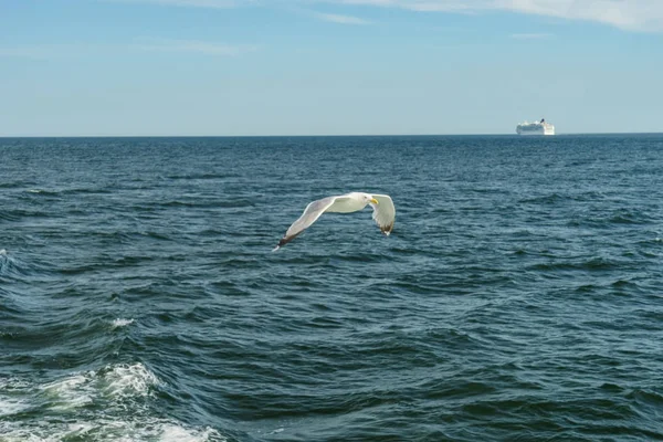 Gabbiano bianco che vola nella Baia di New York — Foto Stock