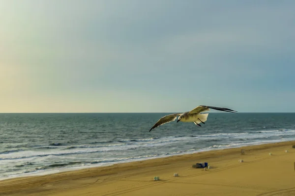 Virginia Beach Fishing Pier och Boardwalk, Virginia Beach, Virginia — Stockfoto