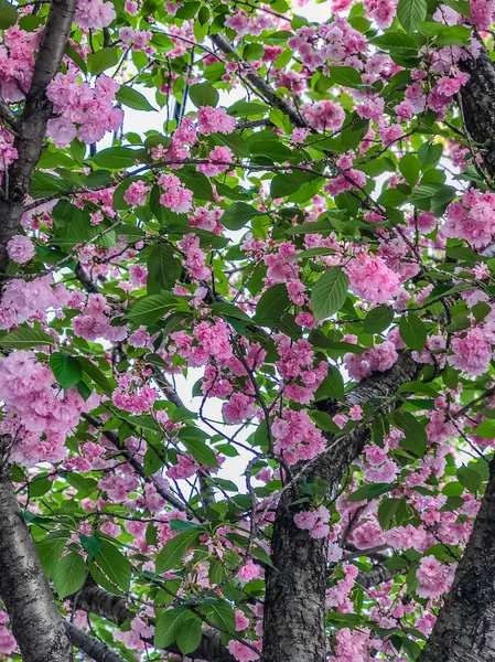 Cerrado de flor de cerezo en el parque Philadelphia, Pennsylvania — Foto de Stock