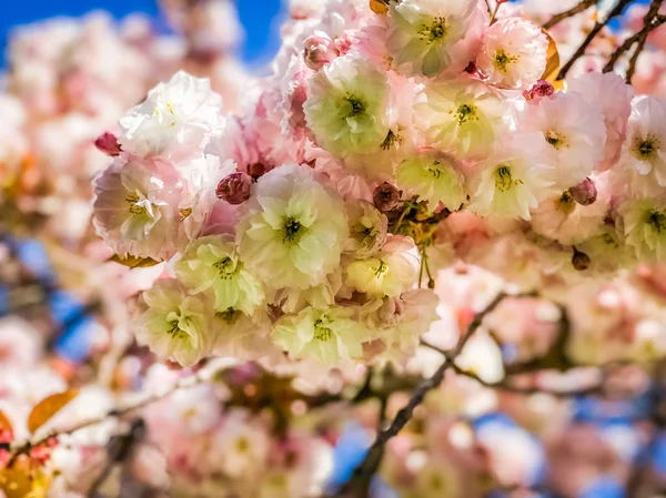 Stängt upp av körsbärsblommor, sacura i Manhattan Beach, Brooklyn, Ny — Stockfoto