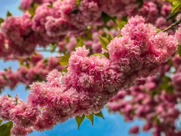 Closed up of cherry blossom, sacura, Brooklyn, NY — Stock Photo, Image