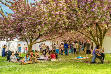 Brooklyn Ny bize - 29 Nisan 2017 Sakura Matsuri bahar günü kiraz çiçeği