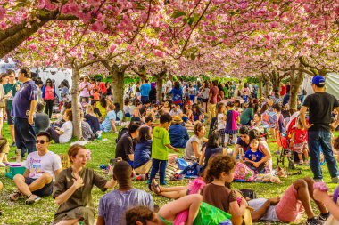 Brooklyn Ny bize - 29 Nisan 2017 Sakura Matsuri bahar günü kiraz çiçeği