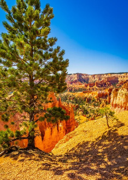 Park Narodowy Bryce Canyon, Utah, Stany Zjednoczone Ameryki — Zdjęcie stockowe