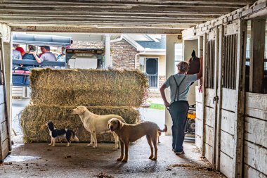 Amish ülkesi, Lancaster Pa Us - 4 Eylül 2019, ahırda genç Amish ve köpekler.
