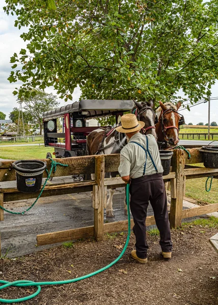 Amish Country, Lancaster PA US - 4 de septiembre de 2019, Amish man caring for a horse . — Foto de Stock