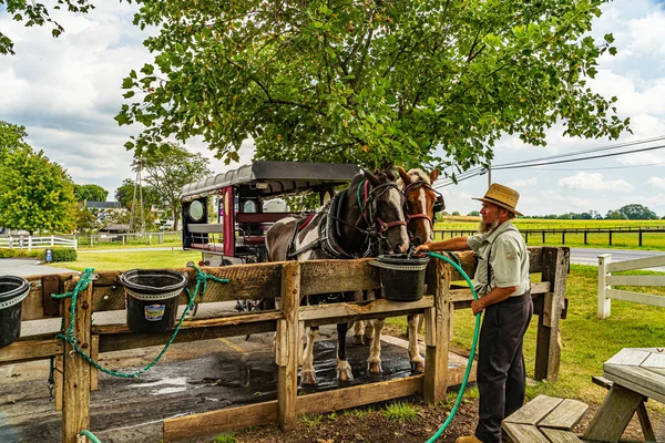 Amish Country, Lancaster PA US - 4 de septiembre de 2019, Amish man caring for a horse . —  Fotos de Stock