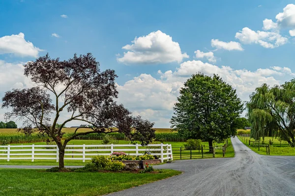 Amish campagna campo di mais, strada alberi recinzione e fiori in Lancaster, PA Stati Uniti — Foto Stock