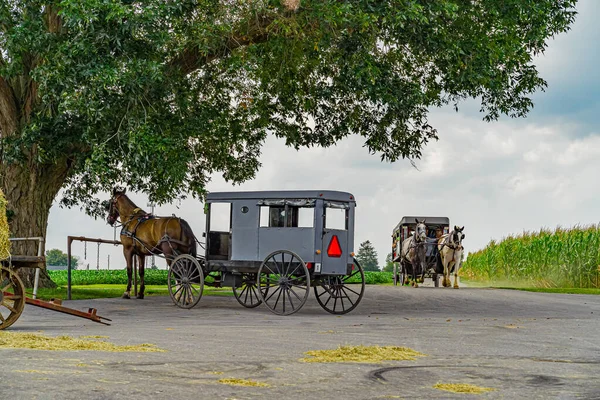 Amish caballo y buggy bajo el gran campo de árboles agricultura en Lancaster, PA US — Foto de Stock