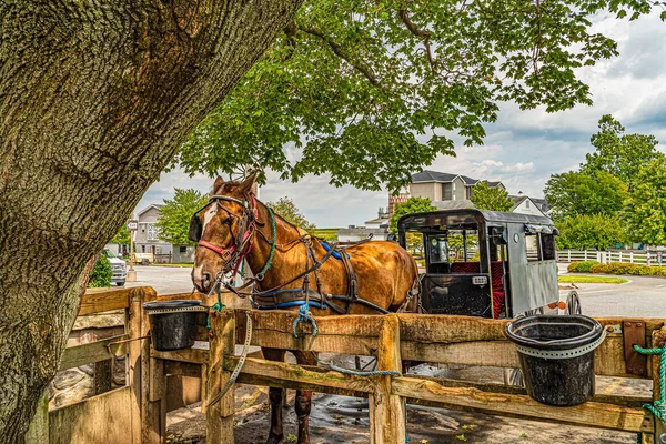 Amish caballo y buggy bajo el gran campo de árboles agricultura en Lancaster, PA US —  Fotos de Stock
