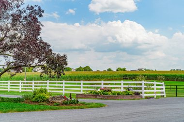 Amish tarlaları, yol ağaçları çitler ve Lancaster 'da çiçekler, Pa Us.