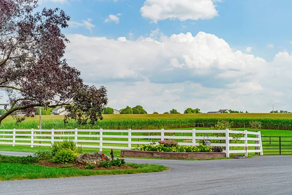 Amish campagna campo di mais, strada alberi recinzione e fiori in Lancaster, PA Stati Uniti — Foto Stock