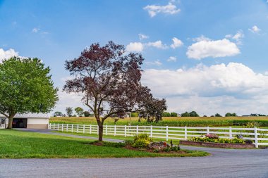 Amish tarlaları, yol ağaçları çitler ve Lancaster 'da çiçekler, Pa Us.