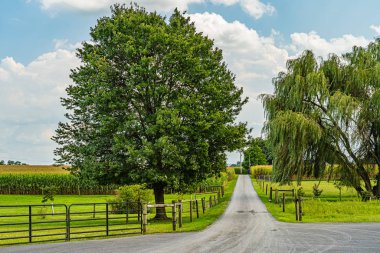 Amish tarlaları, yol ağaçları çitler ve Lancaster 'da çiçekler, Pa Us.