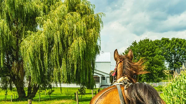 Amish ló és buggy mező mezőgazdaság Lancaster, Pa Us — Stock Fotó