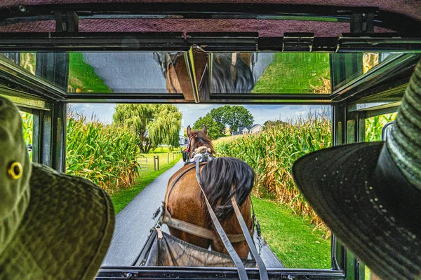 Amish ló és buggy mező mezőgazdaság Lancaster, Pa Us — Stock Fotó