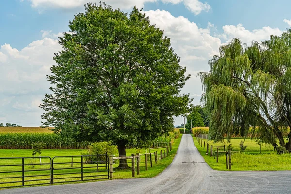 Campo de maíz Amish, cerca de árboles de carretera y flores en Lancaster, PA US — Foto de Stock