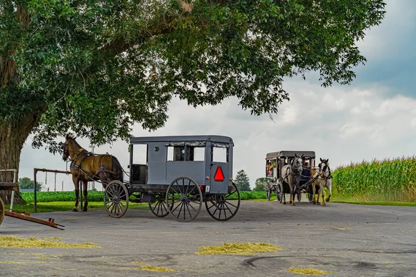Amish caballo y buggy bajo el gran campo de árboles agricultura en Lancaster, PA US — Foto de Stock