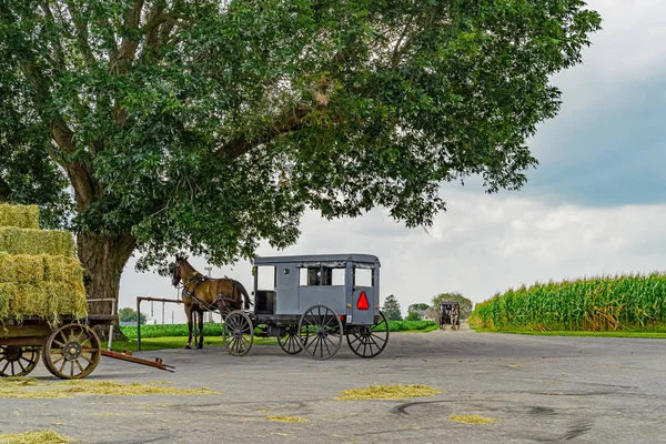 Лошадь-амиш и багги под большим полем деревьев в американском штате Пенсильвания — стоковое фото