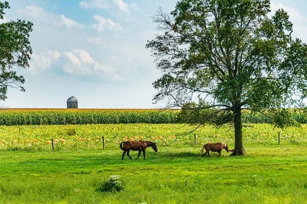 Amish campagna agricoltura, cavallo, raccolto, fattoria, fienile in Lancaster, PA Stati Uniti — Foto Stock